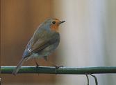 Ecouter les chants et les cris du Rouge Gorge